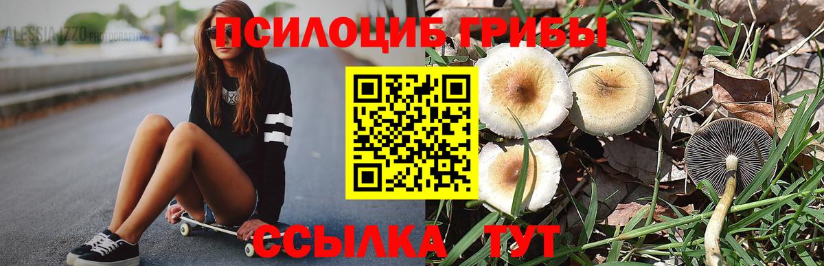 Псилоцибиновые грибы Psilocybe Орехово-Зуево